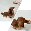 犬が美味しそうに食べている