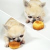 犬が美味しそうに食べている