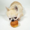 チワワ3.9kgのきなこちゃんが試食