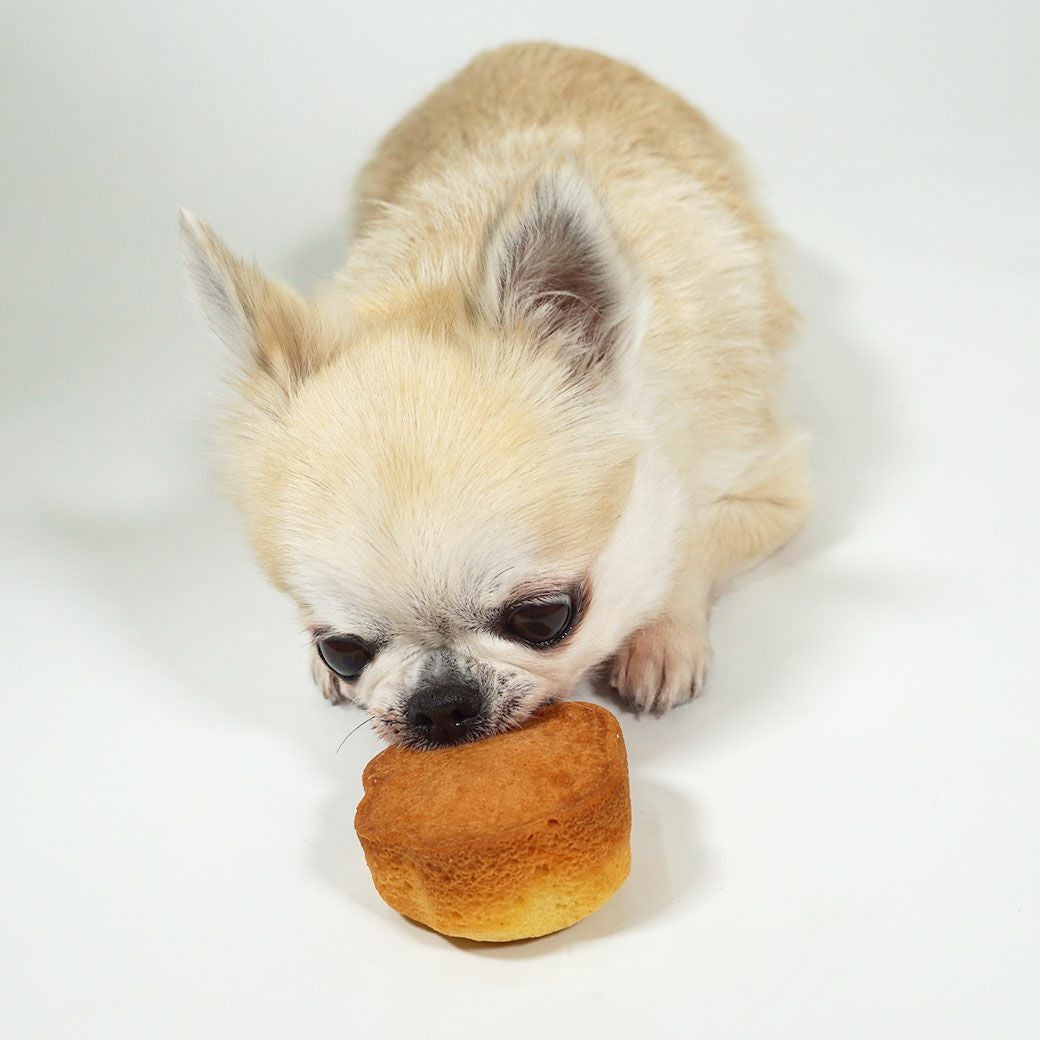 チワワ3.9kgのきなこちゃんが試食