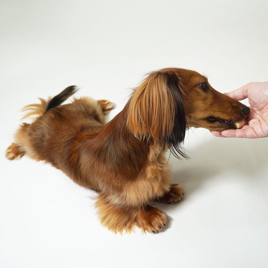 ミニチュアダックス4.8kgのダンケくんが試食