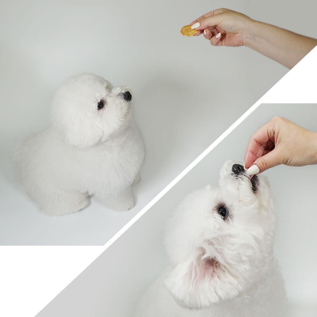 犬が美味しそうに食べている