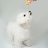 ビションフリーゼ5kgのメイちゃんが試食
