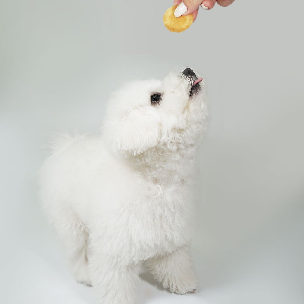ビションフリーゼ5kgのメイちゃんが試食