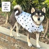 柴犬8.9kg(首33/胴54/丈39cm)のチョコプリンちゃんはブラックのXXLを着用