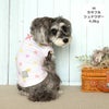 ミニチュアシュナウザー4.8kg(首22/胴39/丈29cm)のあろあちゃんはカラフルのMを着用