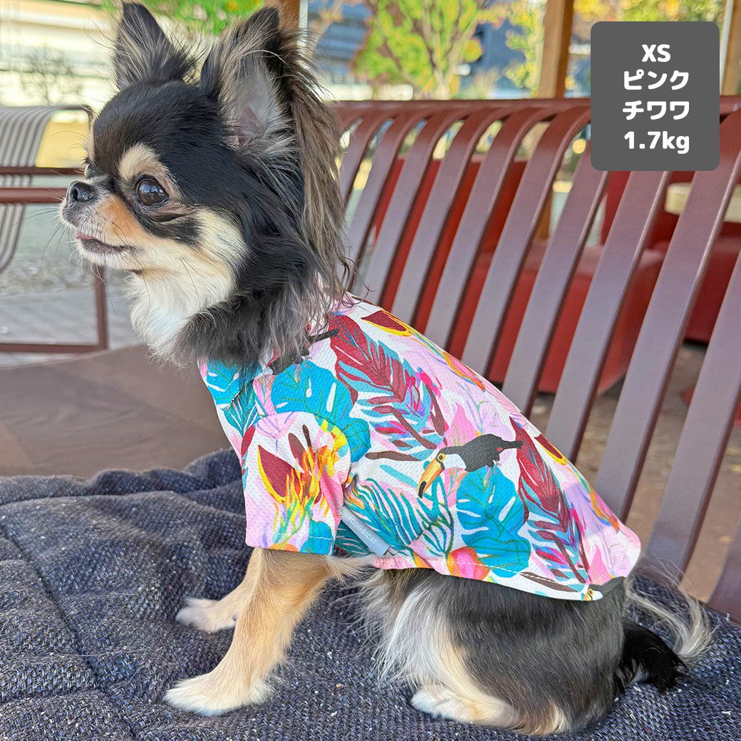 チワワ1.7kg(首18/胴23/丈27cm)のざらめちゃんはピンクのXSを着用