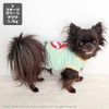 チワワ1.7kg(首19/胴28.5/丈21cm)の小桃ちゃんはスモークグリーンのSを着用