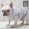 フレブル10.3kg(首38/胴56/丈34cm)のブランくんはライトグレーのFを着用