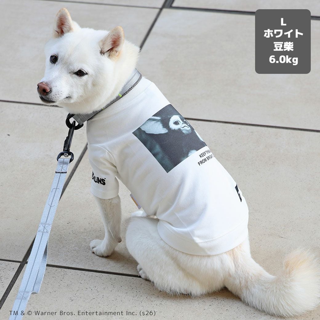 豆柴6.0kg(首31/胴45/丈33cm)のラテちゃんはホワイトのLを着用