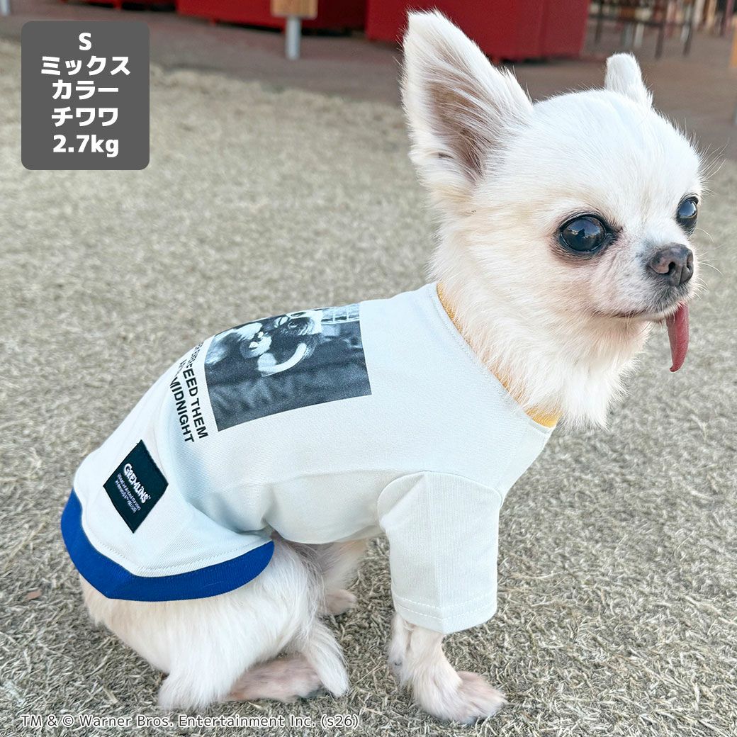 チワワ2.7kg(首19/胴30/丈27cm)のこむぎくんはミックスカラーのSを着用