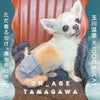 UN_AGETAMAGAWAペット腹巻きアイドッグ
