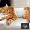 アメショ7.0kg(首28/胴48/丈28cm)のタラくんはエクリュのLを着用