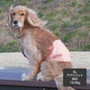 MIX12.0kg(首37/胴53/丈48cm)のはちみつちゃんはアプリコットのXLを着用