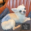チワワ2.7kg(首19/胴30/丈27cm)のこむぎくんはブルーグレーのSを着用