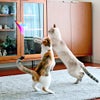 【猫おもちゃ】iCatFLYINGCAT釣りざお猫じゃらしふんわりフェザー