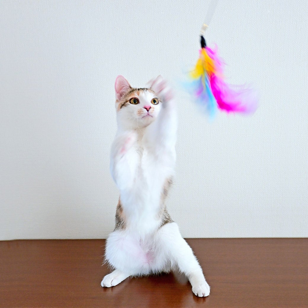 iCat FLYING CAT 釣りざお猫じゃらし ふんわりフェザー-犬猫用品通販