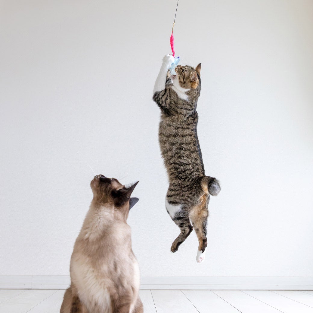 【猫おもちゃ】iCatFLYINGCAT釣りざお猫じゃらしカシャカシャとんぼ
