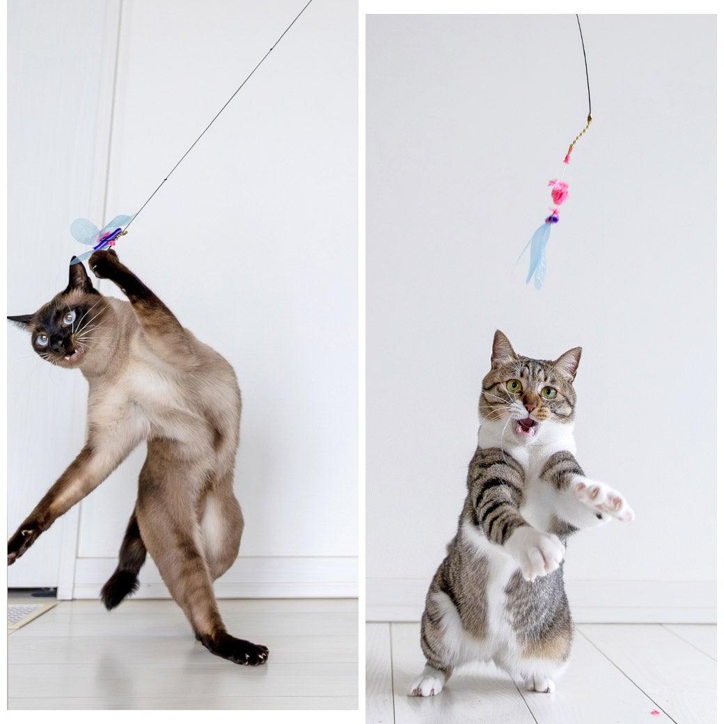 猫じゃらし iCat FLYING CAT 釣りざお猫じゃらし カシャカシャとんぼ-犬猫用品通販