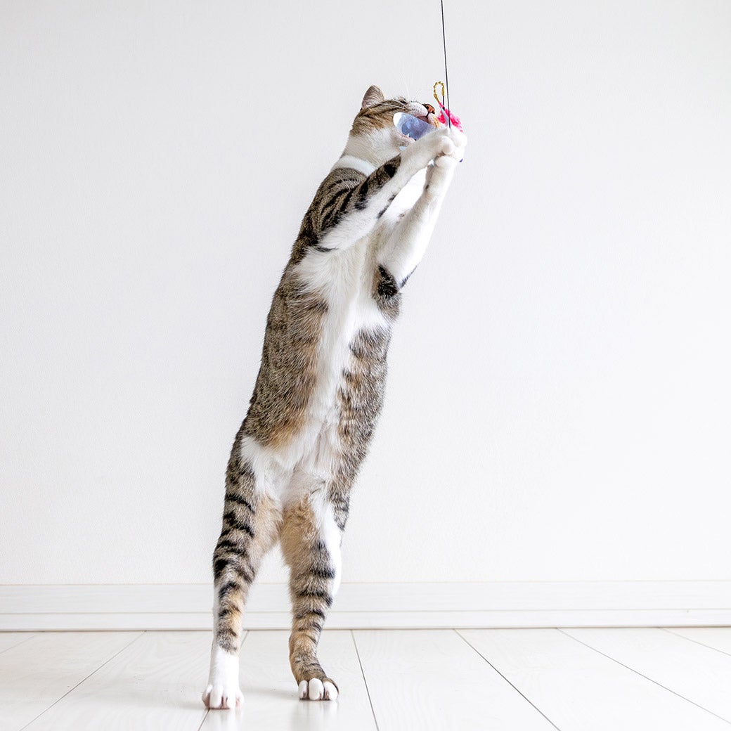 【猫おもちゃ】iCatFLYINGCAT釣りざお猫じゃらしカシャカシャとんぼ