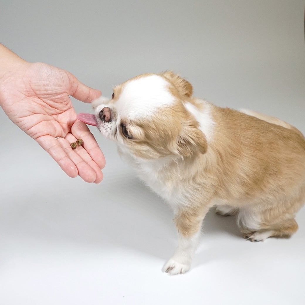 プレミアム ドッグフード 】DOZO 超小粒 700g【 国産 犬 ドライフード