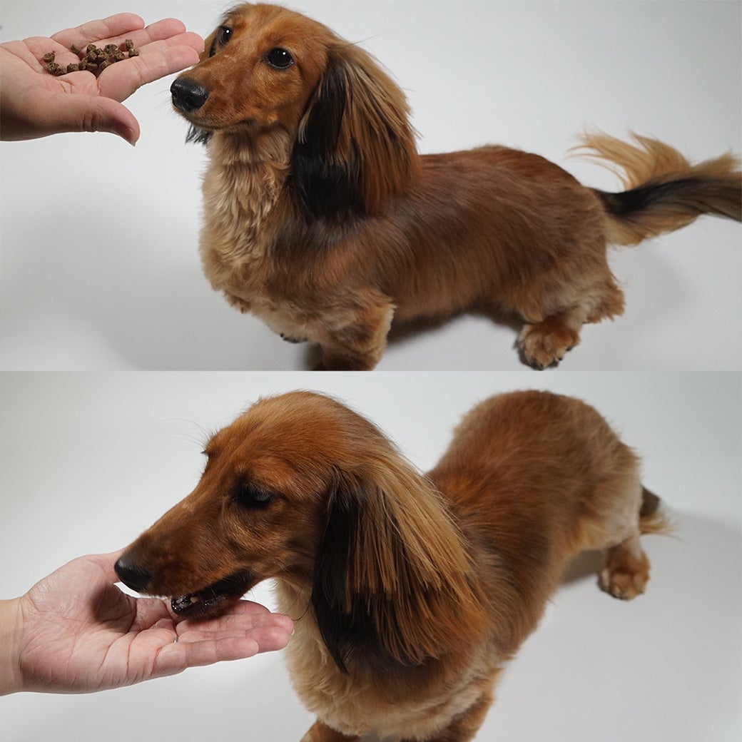 ドッグフード プレミアム 】DOZO 超小粒 1.2kg アイドッグ【 国産 犬