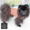 ポメラニアン2.4kg(首19/胴32/丈26cm)のはちみつちゃんはサーモンのSを着用
