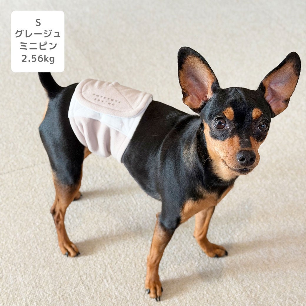 ミニピン2.56kg(首21/胴35/丈22cm)のルナちゃんはグレージュのSを着用