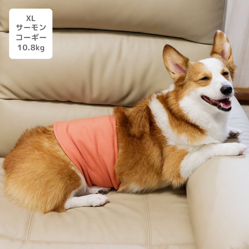 コーギー10.8kg(首37/胴52/丈40cm)のラテちゃんはサーモンのXLを着用