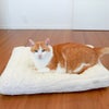MIX8.6kg(首25/胴54/丈34cm)のゆづるくんはオフホワイトを使用