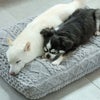 豆柴6.0kg(首30/胴45/丈35cm)のラテちゃんとチワワ4kg(首22/胴33/丈28cm)のティノくんはライトグレーを使用