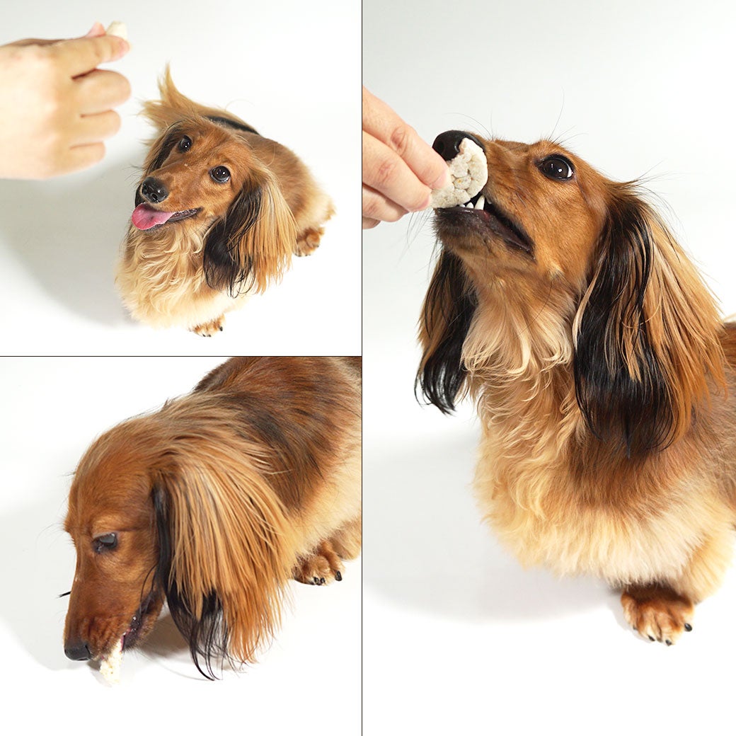 犬が食べているところ