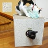 MIX3.2kg(首16.5/胴29/丈33cm)の十花ちゃん（上）と、MIXの六花ちゃん（下）はリーフを使用
