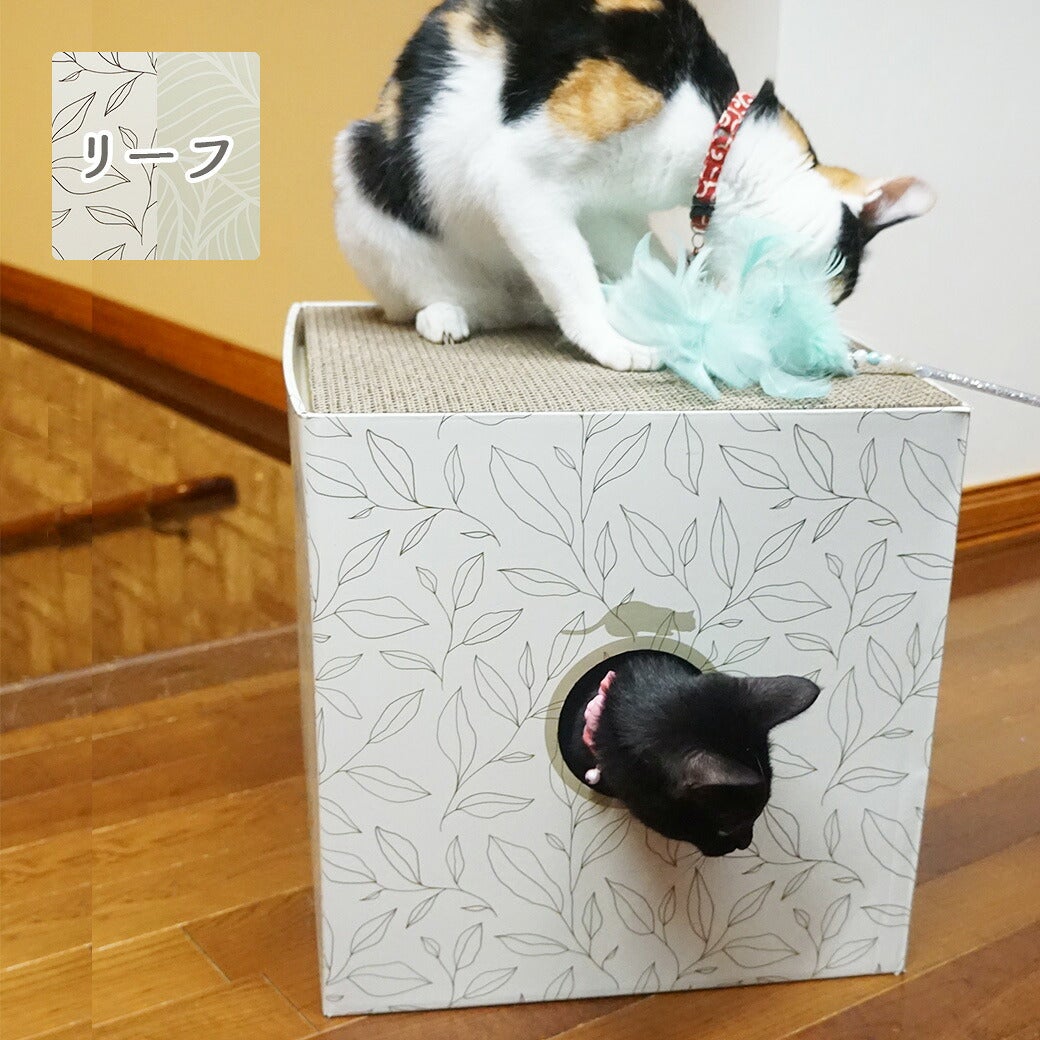 MIX3.2kg(首16.5/胴29/丈33cm)の十花ちゃん（上）と、MIXの六花ちゃん（下）はリーフを使用