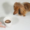 ミニチュアダックス4.8kgのダンケくんが試食