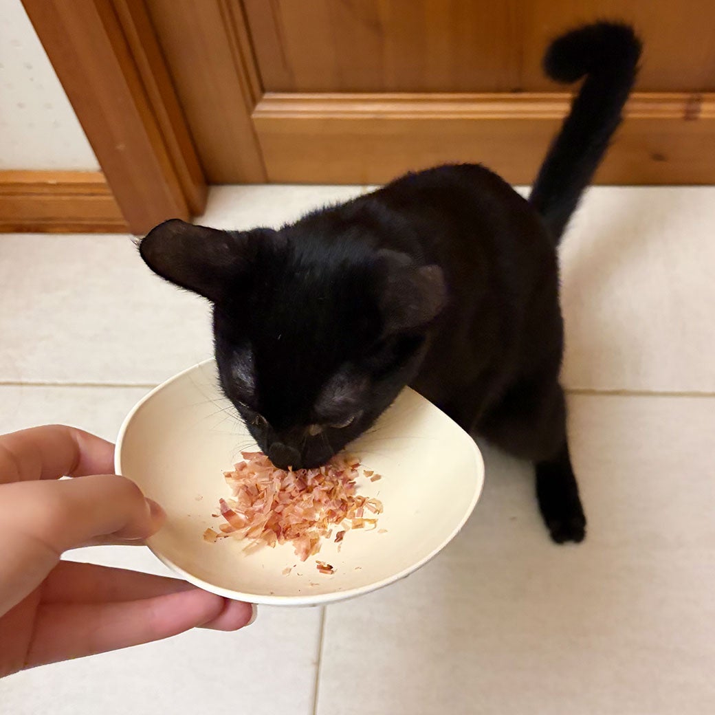 黒猫2.0kgのじょあんなちゃんが試食