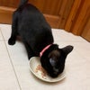 試食中