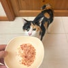 三毛3.0kgの墨ちゃんが試食