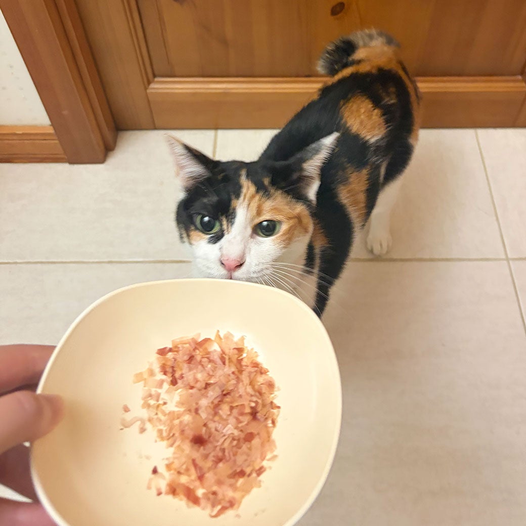 三毛3.0kgの墨ちゃんが試食
