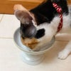 完食！